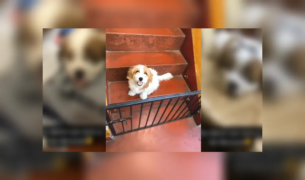 Desliza para ver el desenlace de este video viral de YouTube. Foto: Captura. Desliza para ver el desenlace de este video viral de YouTube. Foto: Captura.