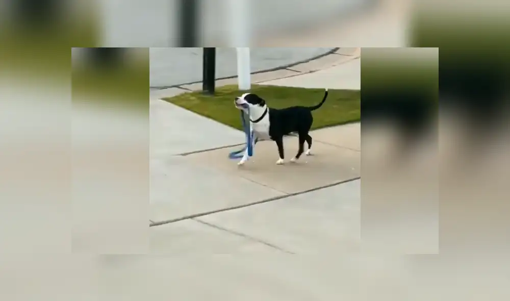 Desliza las imágenes hacia la izquierda para apreciar la singular acción de un perro para volver a salir a la calle. Foto: Captura. Desliza las imágenes hacia la izquierda para apreciar la singular acción de un perro para volver a salir a la calle. Foto: Captura.