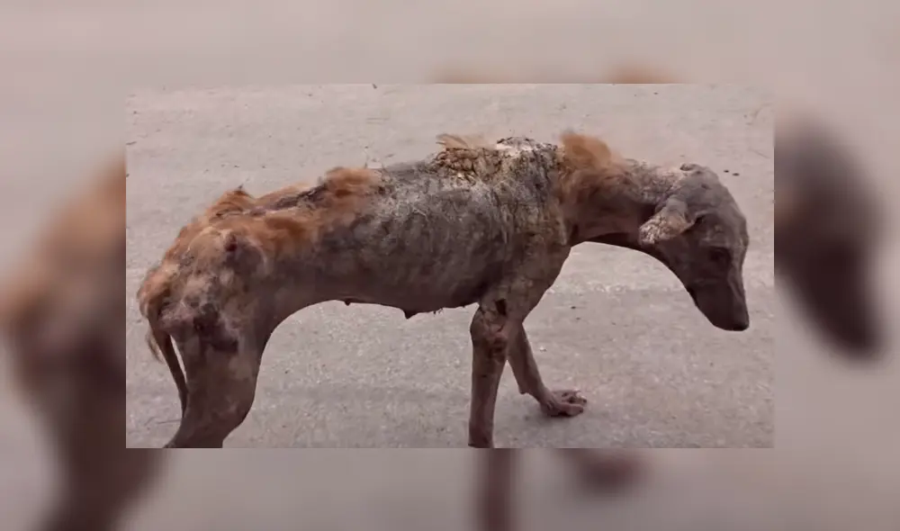 Un video viral de Facebook registró la radical evolución de un perro callejero que fue llevado a un veterinario.