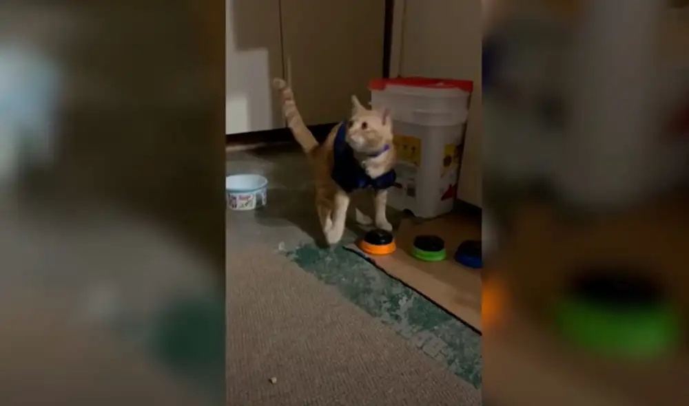 Desliza las imágenes para apreciar las habilidades de un gato al ‘hablar’ con sus dueños con ayuda de un aparato. Fotos: captura de YouTube