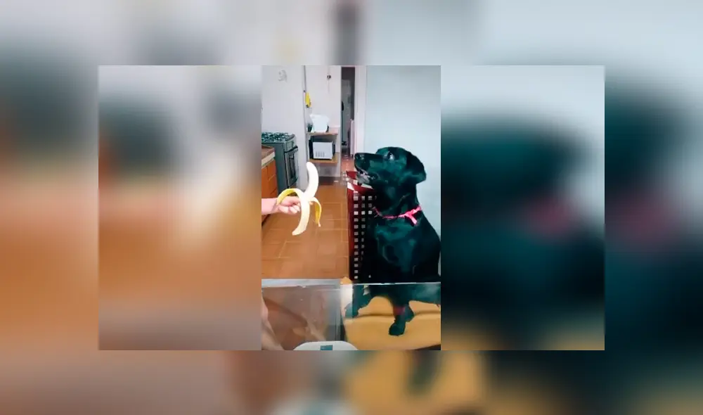 Desliza las imágenes para observar el furioso comportamiento de un perro cuando su dueña no le hace caso.