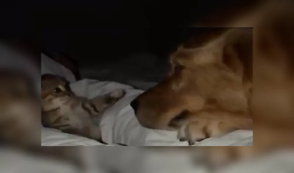 En Facebook, una mujer descubrió una tierna escena protagonizada por su perro y un gato bebé. En Facebook, una mujer descubrió una tierna escena protagonizada por su perro y un gato bebé.