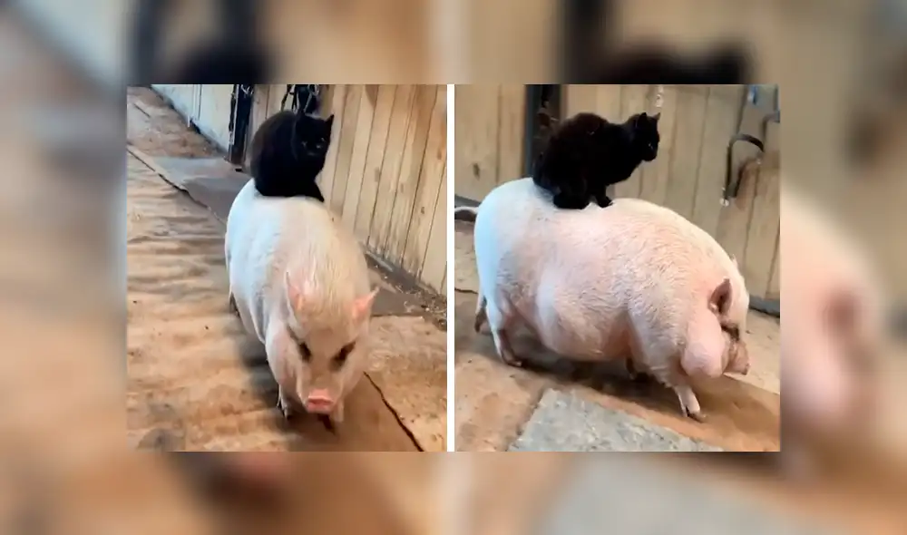 En Facebook, un travieso gato fue captado por su dueño dando un singular paseo al lado de su ‘mejor amigo’.