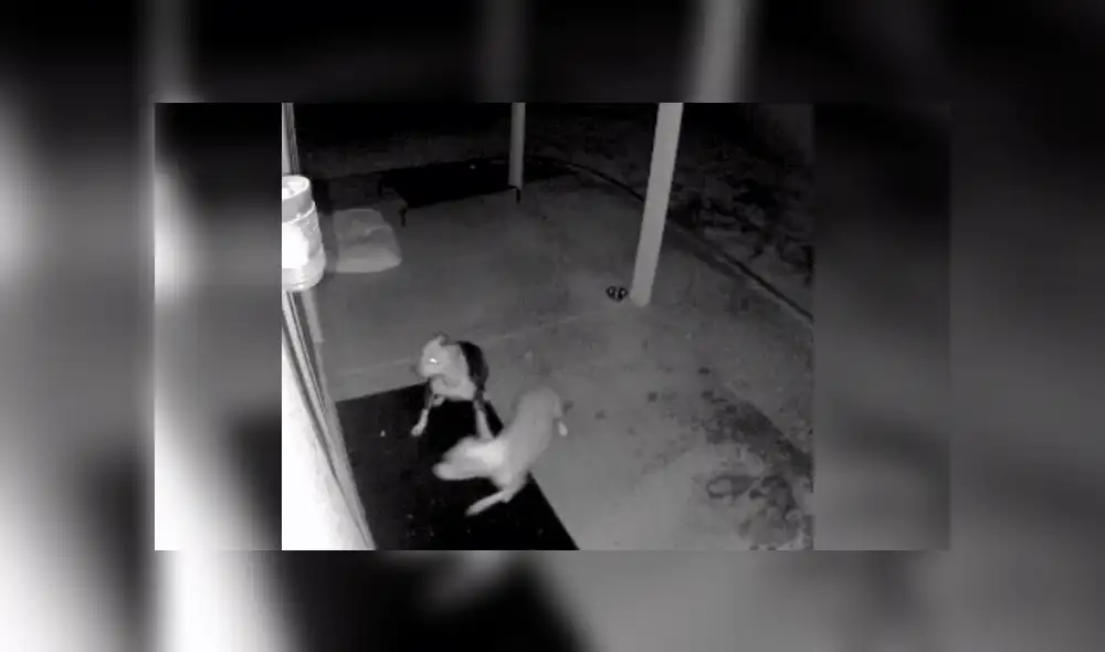 Video es viral en YouTube. La mujer encontró a su perro con un chinchón en la cabeza y cuando revisó el video de vigilancia descubrió al ‘culpable’. Foto: Captura.