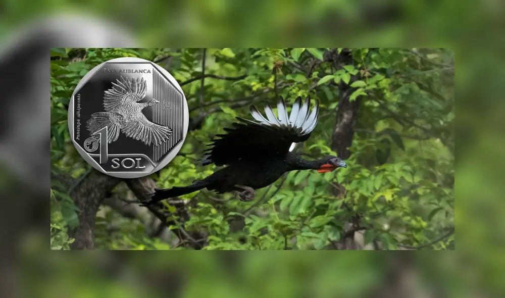 BCR: Un repaso de las monedas de la colección “Fauna Silvestre Amenazada del Perú” BCR: Un repaso de las monedas de la colección “Fauna Silvestre Amenazada del Perú”