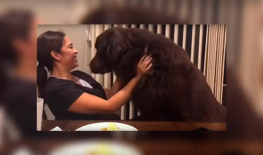 YouTube viral: mujer recibe abrazo de su perro, sin imaginar que can la dejaría sin comida [VIDEO] 