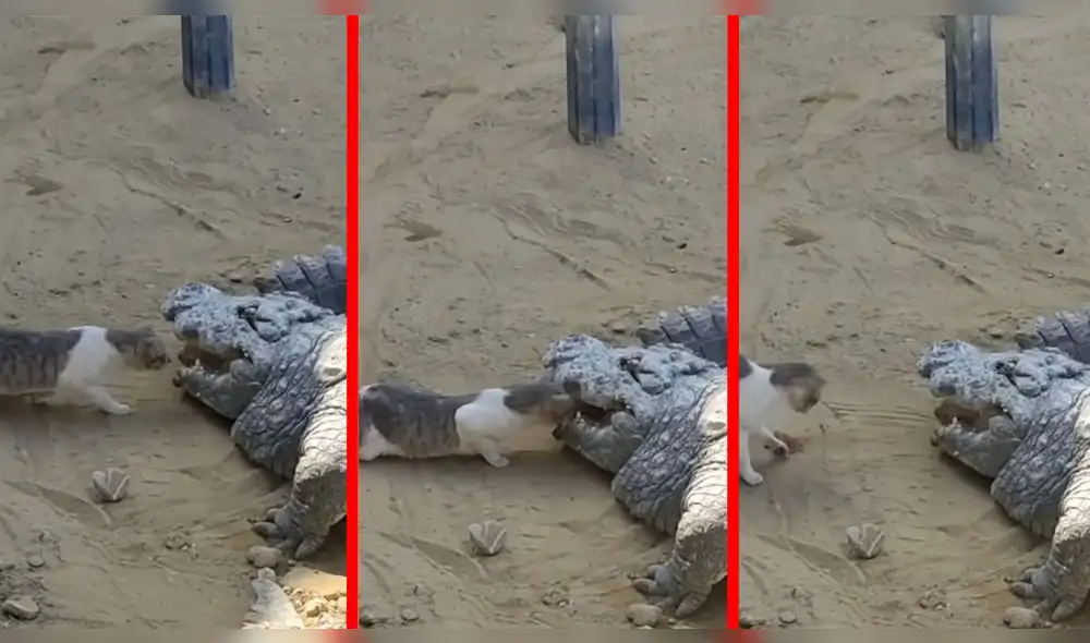 El clip se hizo viral en Instagram y tiene más de 50.000 'likes'. Foto: @swiss_catstagram/captura Instagram