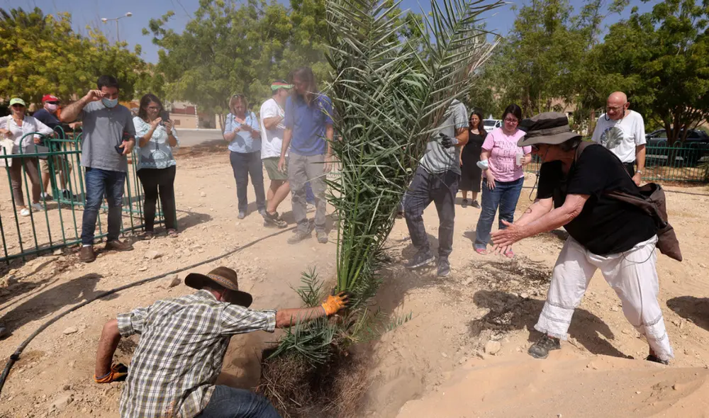 Sarah Sallon (der.) y un trabajador (izq.) trasplantan una palmera cultivada gracias a una semilla de más de 2.000 años. Foto: AFP