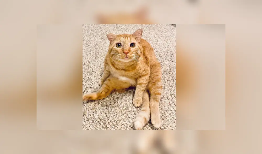 El felino tuvo un radical cambio tras pasar más de un año junto a su nueva dueña. Foto: Instagram