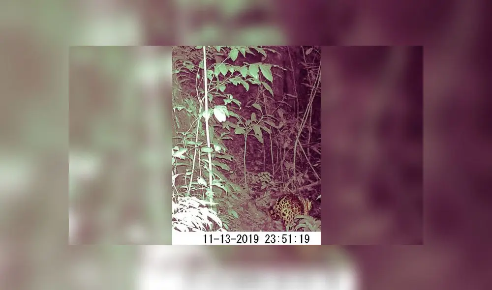 Hasta el momento solo se tenía conocimiento de la presencia del jaguar en el Parque por el hallazgo de huellas y testimonios de comuneros locales. (Foto: Captura de video) Hasta el momento solo se tenía conocimiento de la presencia del jaguar en el Parque por el hallazgo de huellas y testimonios de comuneros locales. (Foto: Captura de video)