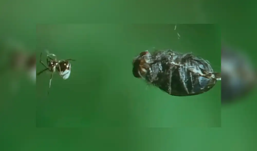 YouTube viral: pequeña araña le roba la presa a enorme 'criatura' que tenía decenas de víctimas [VIDEO]