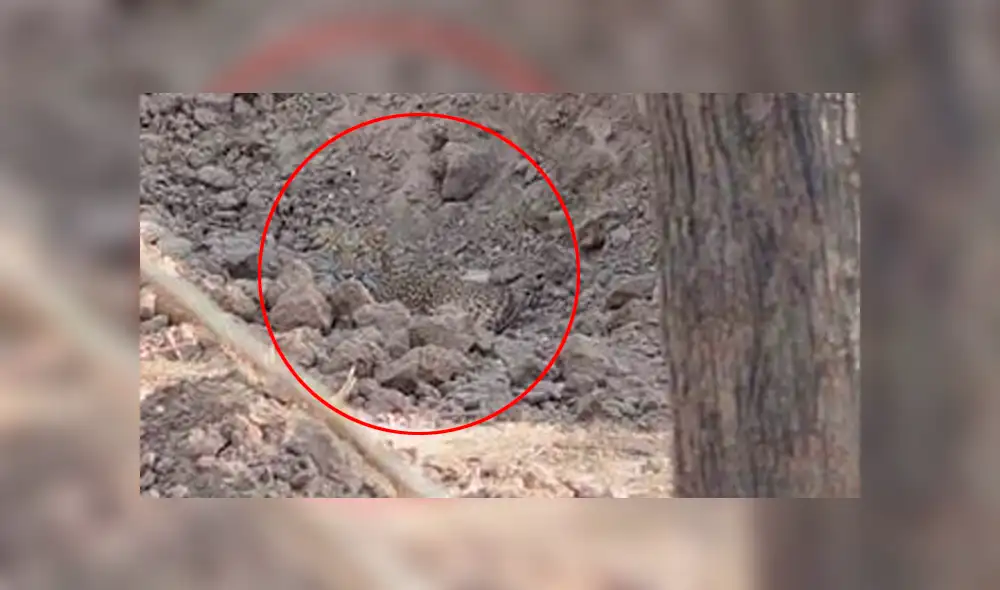 ¿Lo encontraste? Algunos creyeron que era una broma, pero el felino está en la imagen mirándote fijamente. Foto: Hermant Dabi