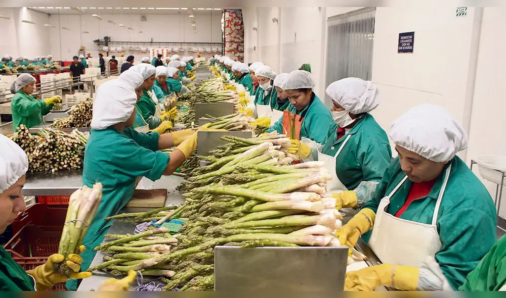 Ley de promoción agraria: Los pro y contras de la ampliación de la norma Ley de promoción agraria: Los pro y contras de la ampliación de la norma