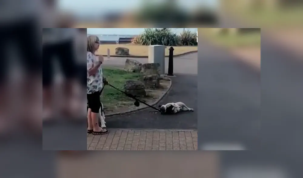 Vía Facebook. Transeúntes quedaron asombrados con el singular comportamiento del can en plena vía pública Vía Facebook. Transeúntes quedaron asombrados con el singular comportamiento del can en plena vía pública