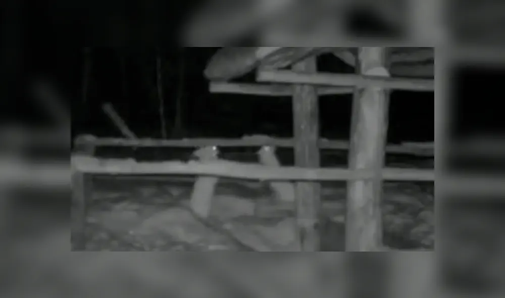 Desliza a la izquierda para ver el curioso enfrentamiento de las liebres. (Foto: captura)