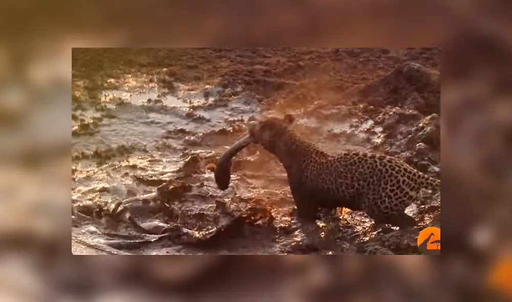 Hambriento leopardo se acerca a charco de peces y sucede algo desgarrador [VIDEO]