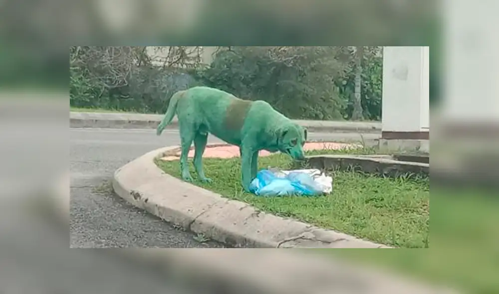 Encuentran perro pintado de verde que lloraba y buscaba comida entre tachos de basura [FOTOS]