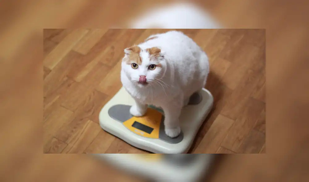 Facebook viral: gatito obeso es descubierto haciendo ejercicios para bajar de peso [VIDEO]