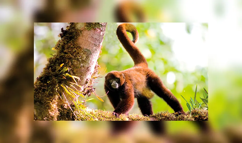 20 Animales en peligro de extinción y extintos en Perú 2019 [FOTOS]