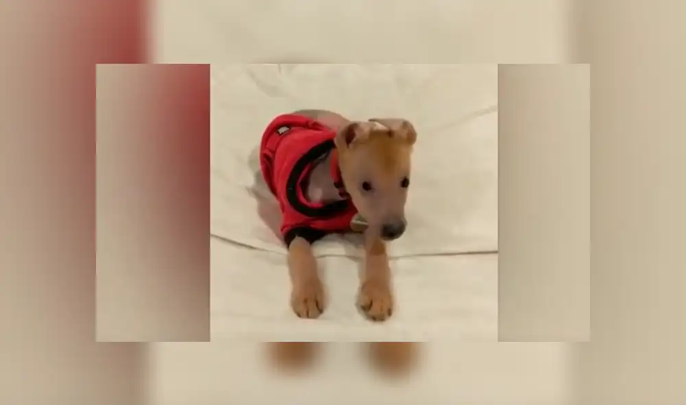 Desliza para ver el aspecto de este perro que ha conquistado a todos en Facebook. Foto: Captura.