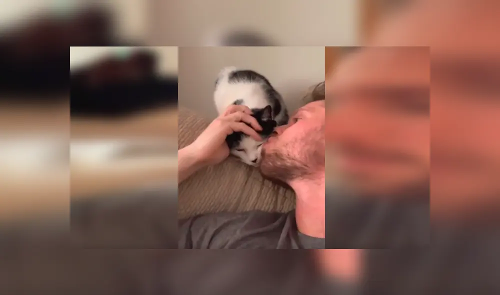 Desliza las imágenes hacia la izquierda para observar los tiernos gestos de un gato para agradecer a su nuevo dueño.