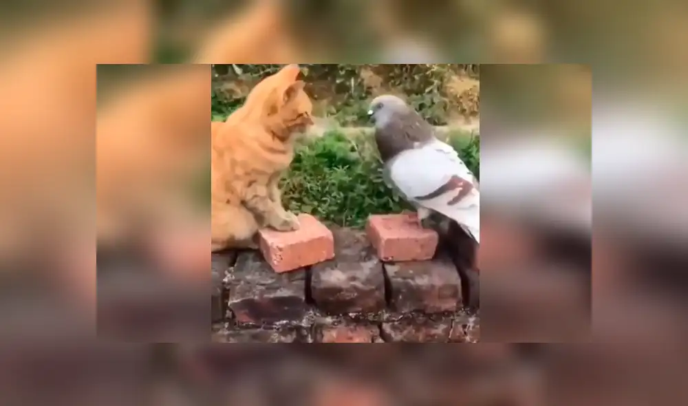 Desliza para ver el desenlace del video viral de Facebook. Foto: Captura. Desliza para ver el desenlace del video viral de Facebook. Foto: Captura.