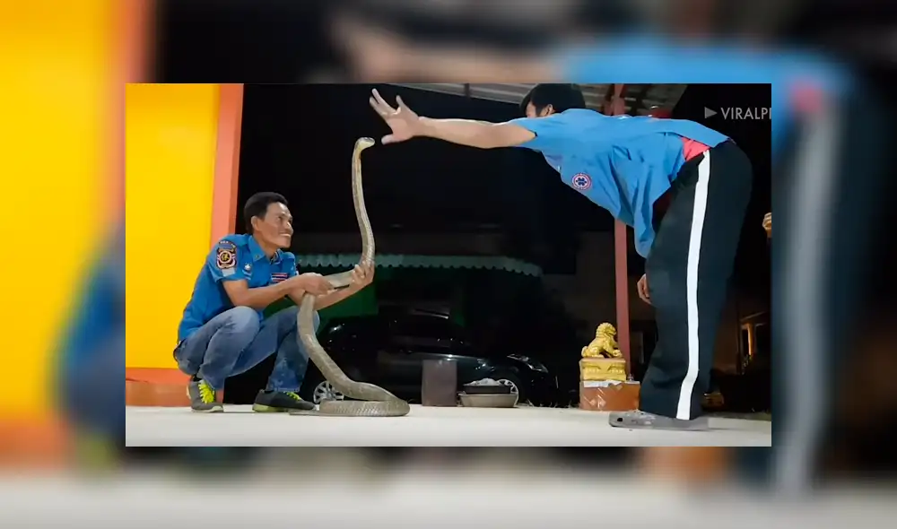 Chico hipnotiza a venenosa cobra para besarla y sucede lo inesperado [VIDEO] 