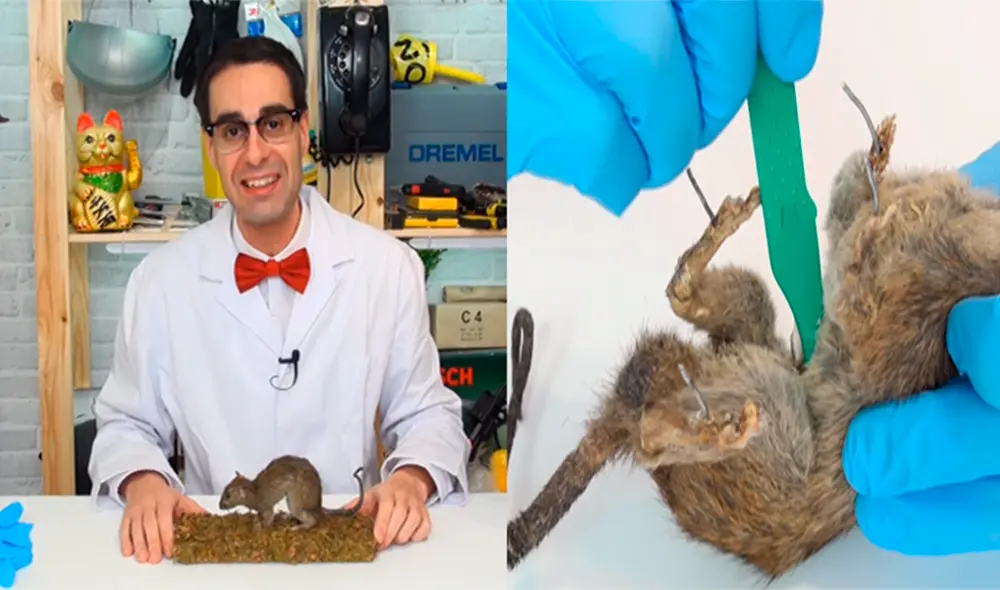 El youtuber del canal 'Curiosidades con Mike' examinó por dentro a una rata disecada. El youtuber del canal 'Curiosidades con Mike' examinó por dentro a una rata disecada.