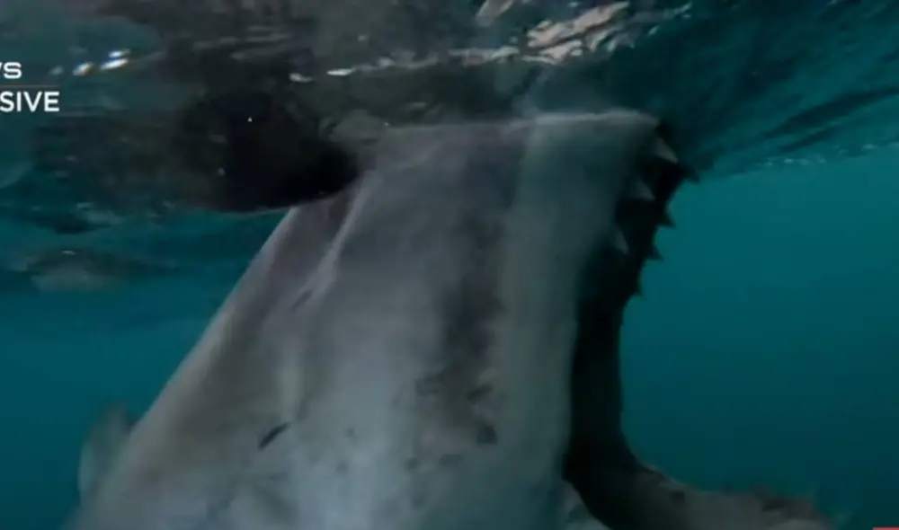 Desliza las imágenes para ver el ataque del tiburón. Foto: Captura/YouTube/7NEWS Australia