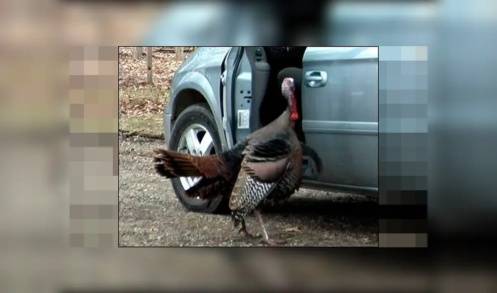 Pavo furioso por Acción de Gracias ataca a los repartidores cuando se acercan a su casa [VIDEO]