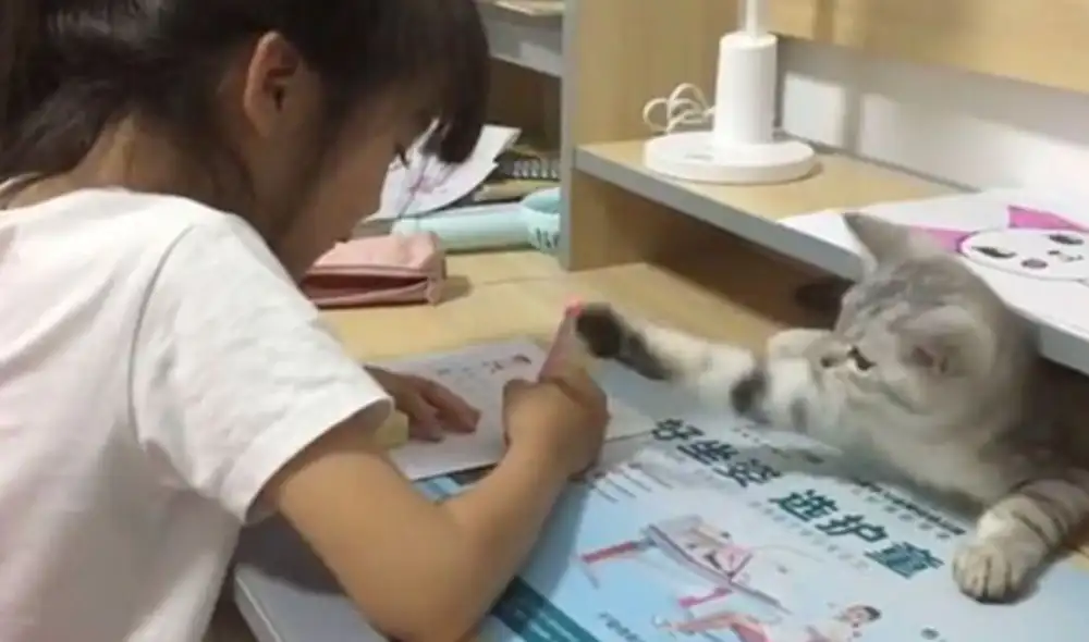Desliza las imágenes para ver más sobre esta traviesa gatita que hizo de todo para que jueguen con ella. Foto: captura de YouTube