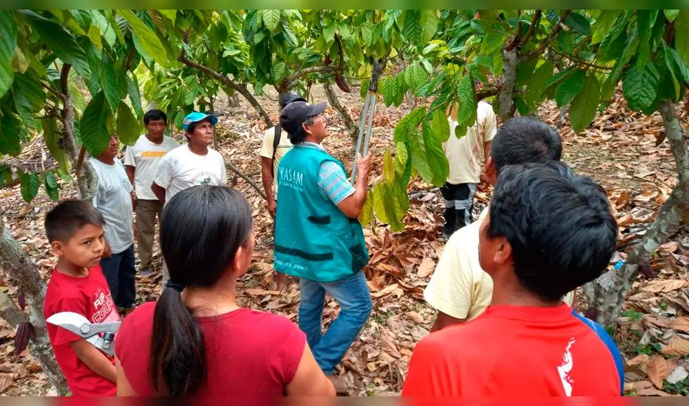 Capacitan a productores de cacao de San Martín Capacitan a productores de cacao de San Martín