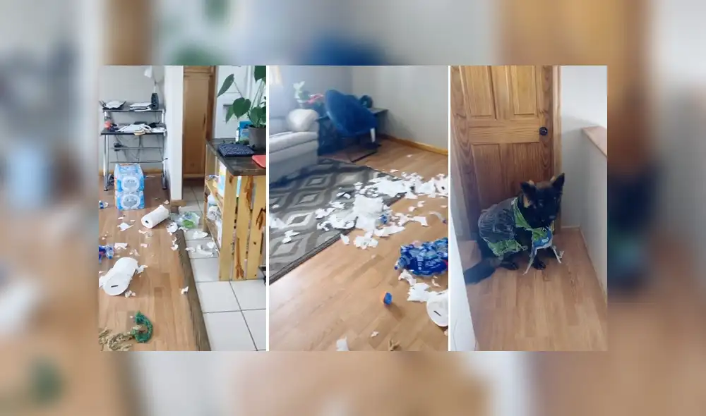 A través de TikTok se hizo viral el momento en que una mujer encuentra todo el destrozó que había hecho su perro.