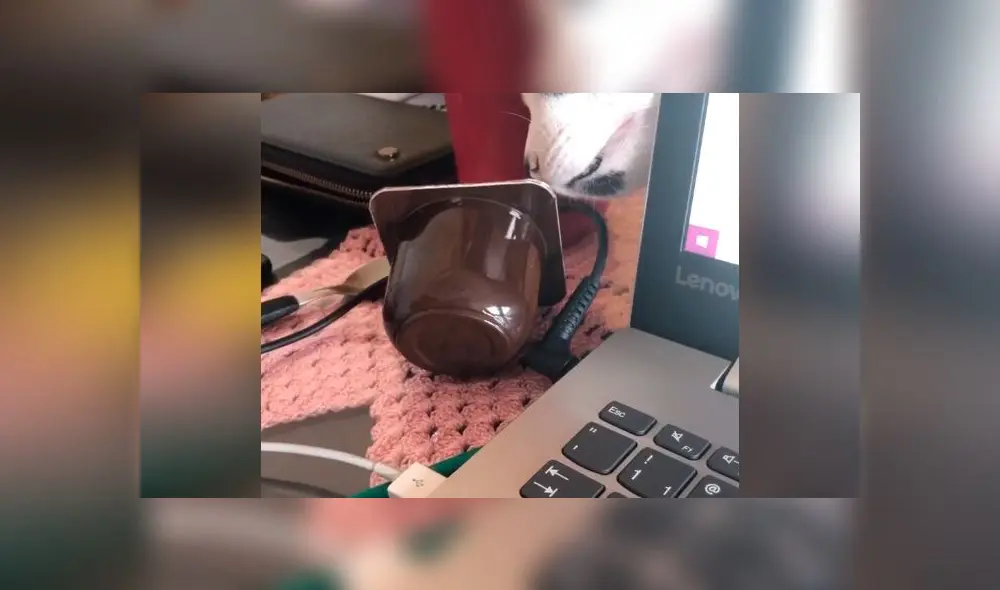 Desliza las imágenes para ver la peculiar escena que protagonizó este gato travieso al intentar robarle su comida a su dueña. Foto: Viralhog Desliza las imágenes para ver la peculiar escena que protagonizó este gato travieso al intentar robarle su comida a su dueña. Foto: Viralhog