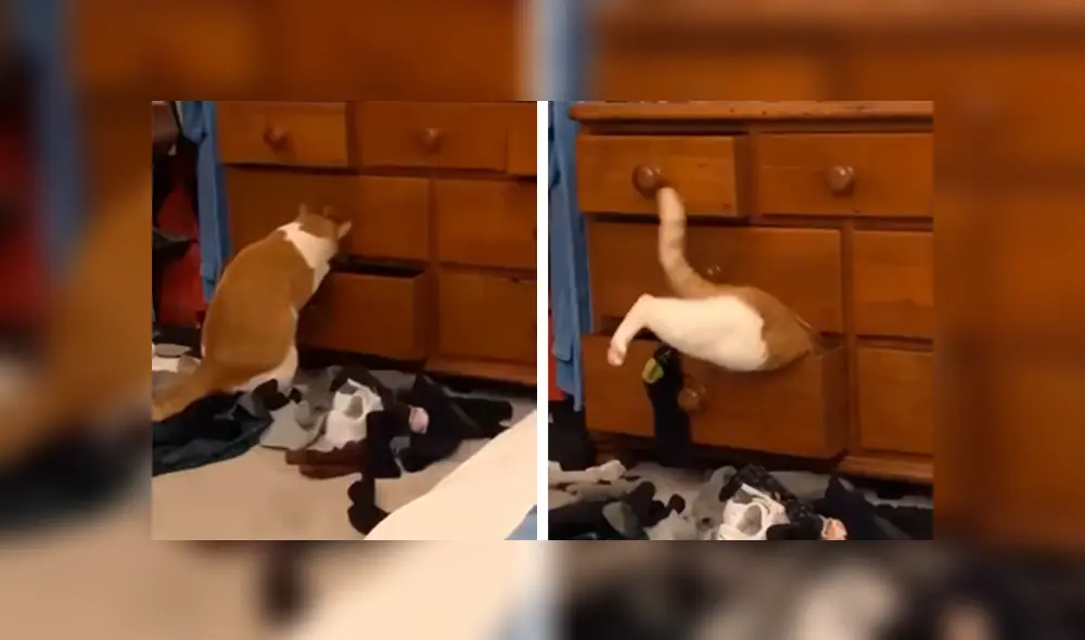 Desliza las imágenes para apreciar la reacción de un gato cuando su dueña descubrió su travesura. Foto: Captura. Desliza las imágenes para apreciar la reacción de un gato cuando su dueña descubrió su travesura. Foto: Captura.