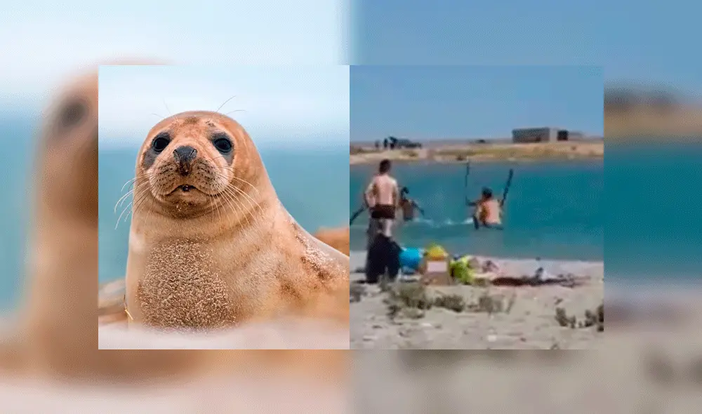 Los sujetos pretendían que la foca estuviera "quieta". Foto: Composición / Pixabay / Twitter. Los sujetos pretendían que la foca estuviera "quieta". Foto: Composición / Pixabay / Twitter.