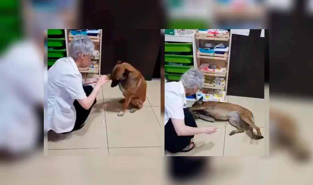 Un perro de la calle protagonizó un conmovedor video viral de Facebook, tras la tierna reacción que tuvo con una farmacéutica, quien le curó una de sus patas heridas Un perro de la calle protagonizó un conmovedor video viral de Facebook, tras la tierna reacción que tuvo con una farmacéutica, quien le curó una de sus patas heridas