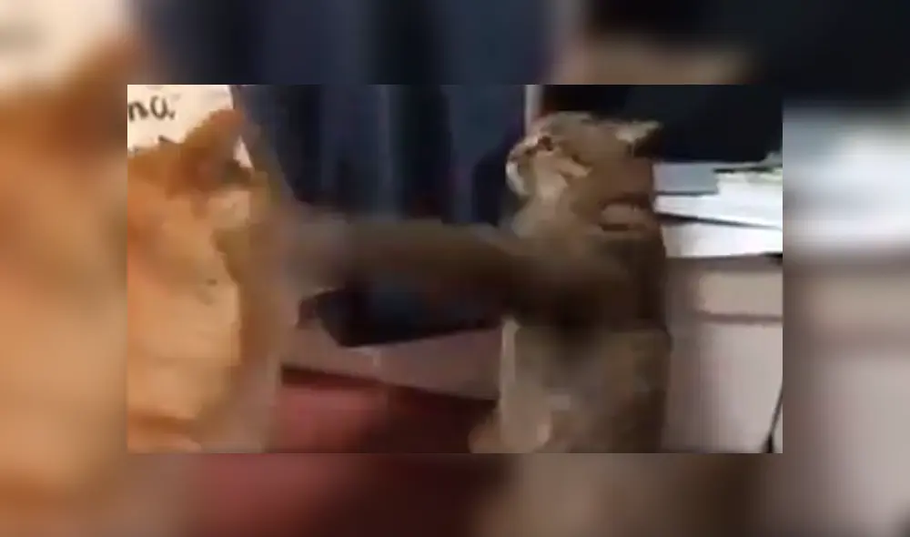 Video es viral en Facebook. El gato no estaba contento con la nueva mascota de su dueña, así que ideó un curioso ‘truco’ para demostrarle que no era bien recibido. Foto: Captura. Video es viral en Facebook. El gato no estaba contento con la nueva mascota de su dueña, así que ideó un curioso ‘truco’ para demostrarle que no era bien recibido. Foto: Captura.
