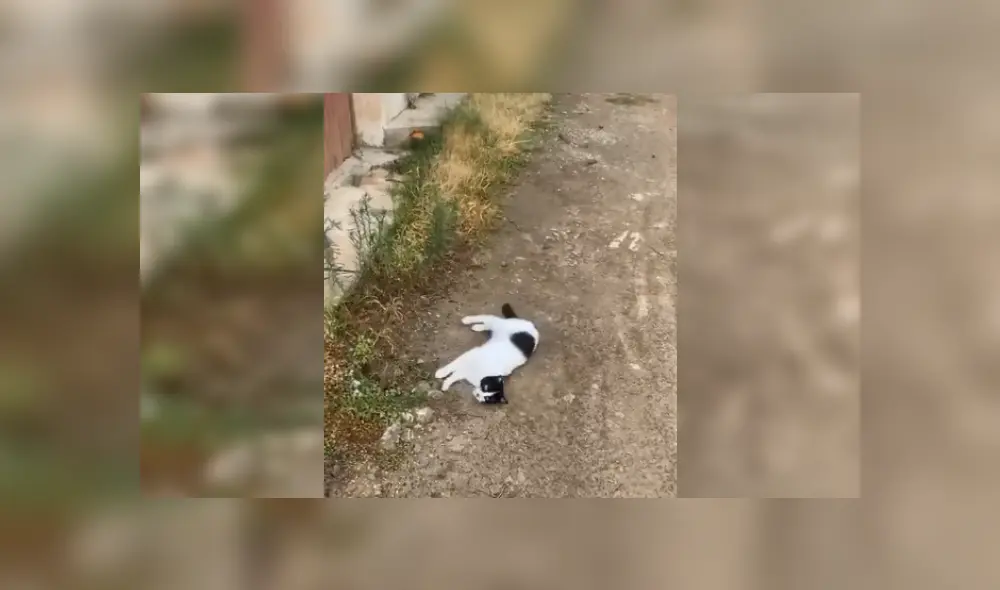 Desliza las imágenes para apreciar el conmovedor comportamiento de un gato callejero al ver a una joven. Fotocaptura: Facebook.
