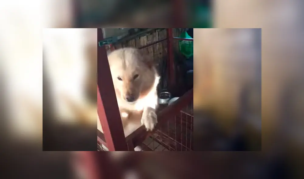 Video es viral en Facebook. Joven grabó el efusivo comportamiento que tuvo su perro, cuando lo volvió a ver después de varios meses. Fotocaptura: YouTube Video es viral en Facebook. Joven grabó el efusivo comportamiento que tuvo su perro, cuando lo volvió a ver después de varios meses. Fotocaptura: YouTube