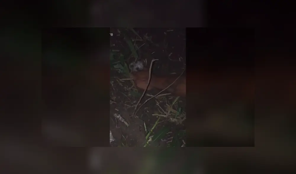 Desliza las imágenes hacia la izquierda para conocer el rescate de tres pequeños perros enterrados vivos.