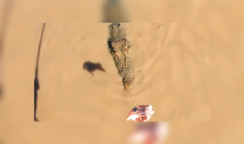 Un grupo de pescadores se encontró cara a cara con una enorme criatura que los dejó impactados. Un grupo de pescadores se encontró cara a cara con una enorme criatura que los dejó impactados.