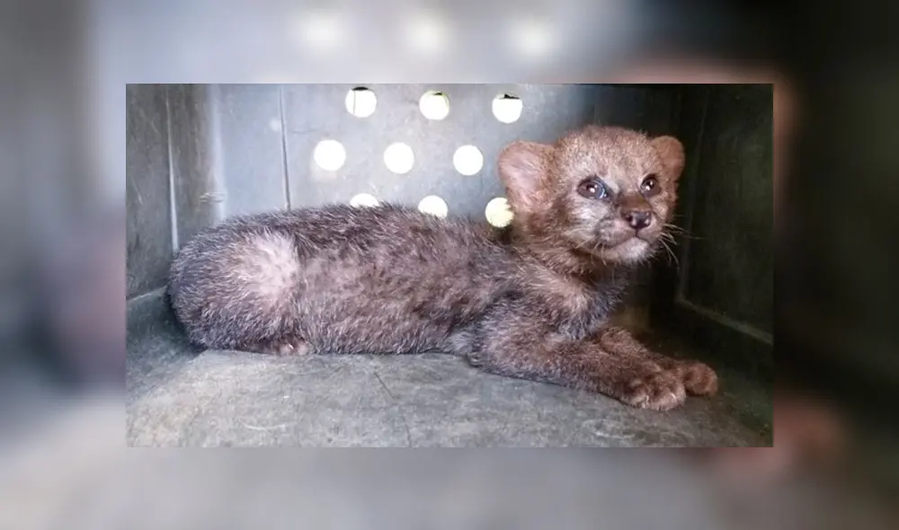 Rescatan a puma bebé que buscaba a sus padres en medio de un cañaveral Rescatan a puma bebé que buscaba a sus padres en medio de un cañaveral