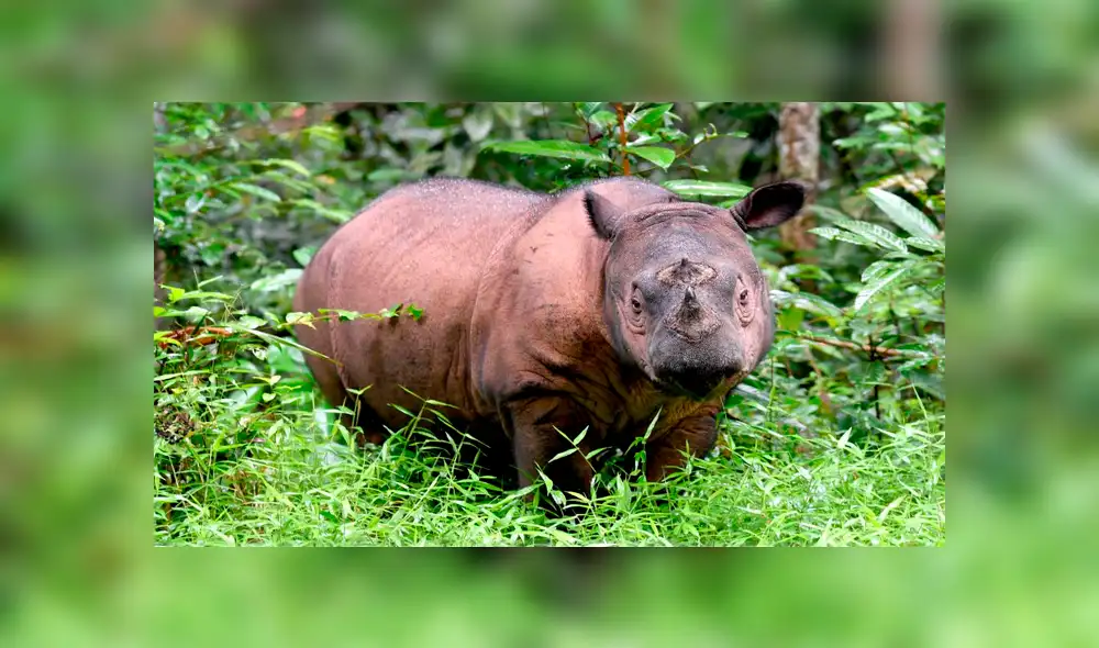 Muere Iman, la última rinoceronte de Sumatra y se confirma su extinción en Malasia Muere Iman, la última rinoceronte de Sumatra y se confirma su extinción en Malasia