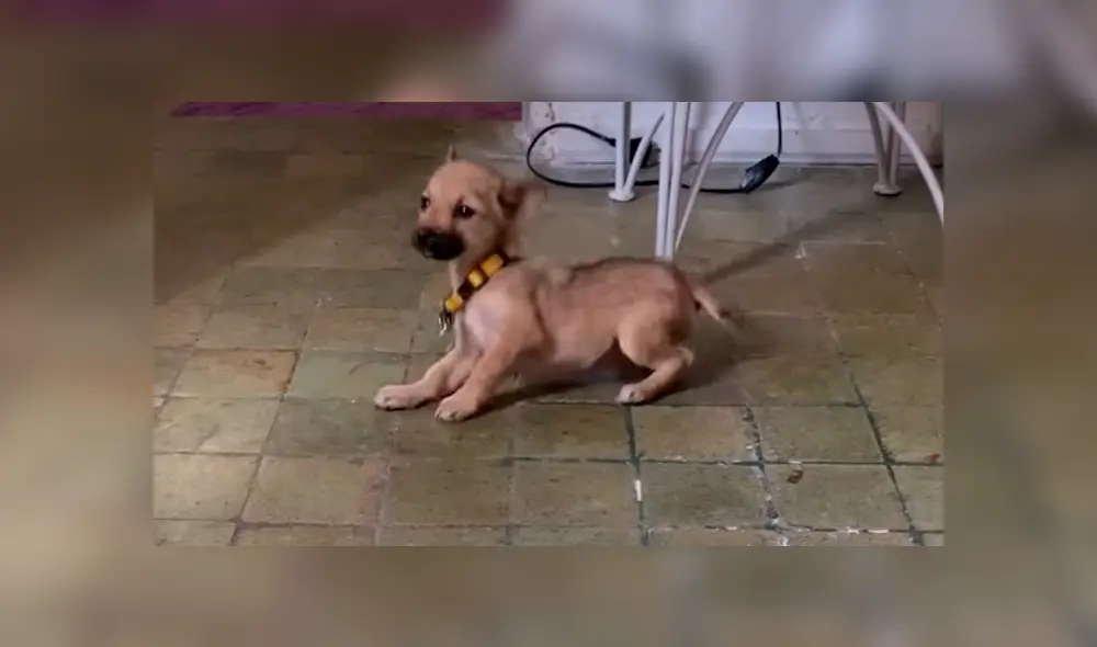 En Facebook, una joven rescató a un cachorro hambriento que clamaba ayuda en las calles de Bali. En Facebook, una joven rescató a un cachorro hambriento que clamaba ayuda en las calles de Bali.