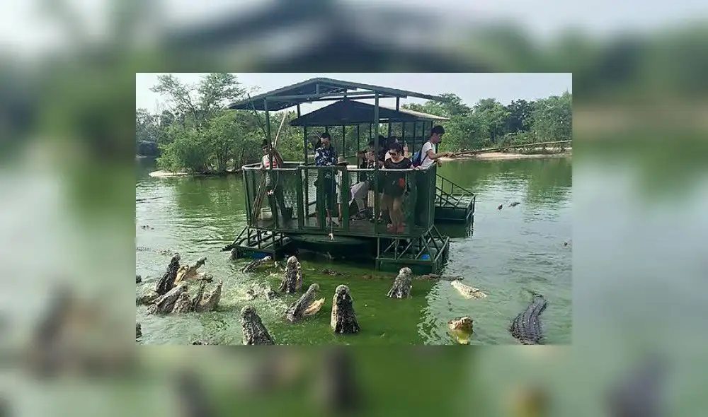 Terrorífico pero atractivo: ¿quieres ser el buffet de feroces cocodrilos?