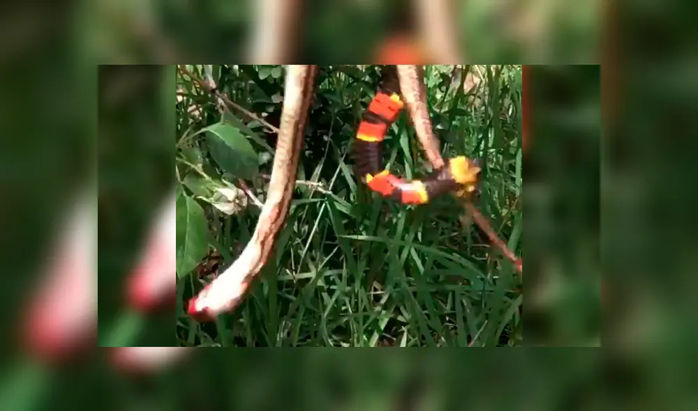 El avispón empezó a picar a la mortal serpiente, que tuvo una increíble reacción. Foto: captura. El avispón empezó a picar a la mortal serpiente, que tuvo una increíble reacción. Foto: captura.