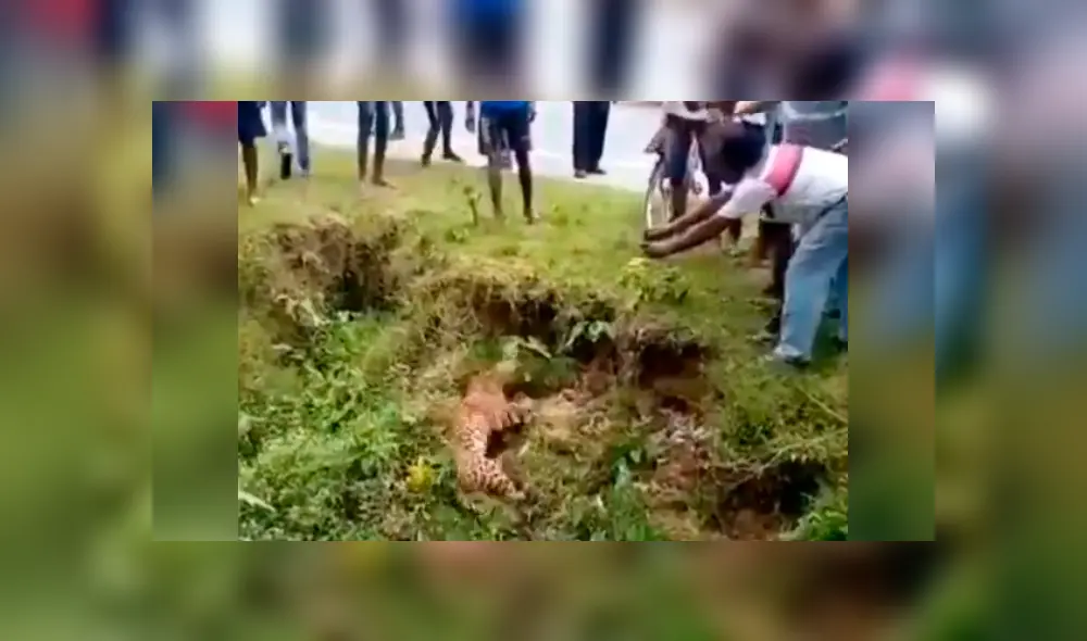 Vecinos se acercan a leopardo ‘muerto’ para tomarle foto y sucede lo peor. Vecinos se acercan a leopardo ‘muerto’ para tomarle foto y sucede lo peor.