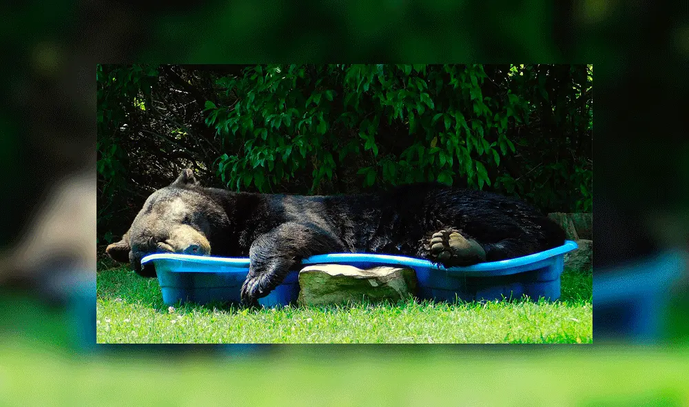 "Parecía tan contento y renovado", afirmó la dueña de la casa. Foto: Regina Keller / Facebook.