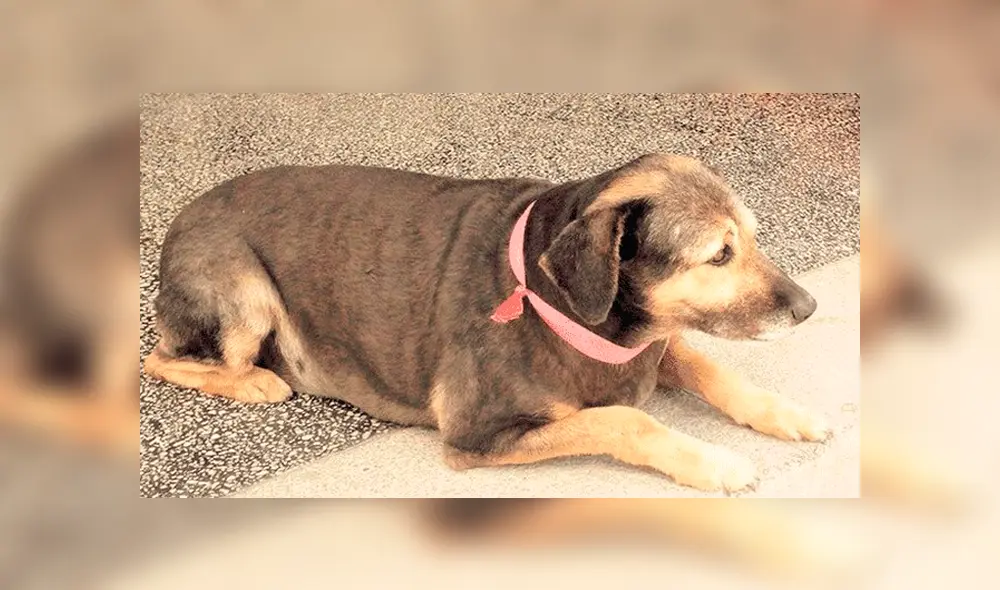 'Firulais', el perro que marchaba con los sanmarquinos. Foto: Facebook 'Firulais', el perro que marchaba con los sanmarquinos. Foto: Facebook